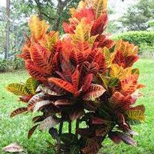 crotron codium 6 pot