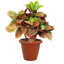 croton banglore 10