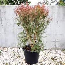 Copper Bottle Brush