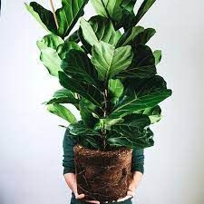 Ficus lyrata 6