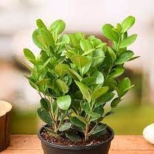 Ficus Moclambe 14