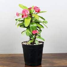 Eurbhobia Mili grafted