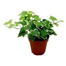 Englsh Ivy