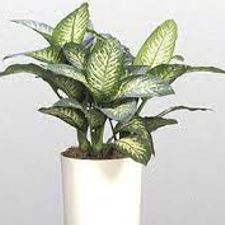 Diffonbachia Tropic Snow 5