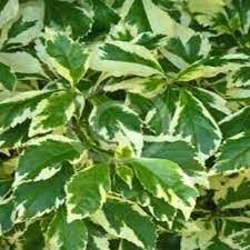 Duranta Vrigated