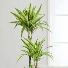 dracena lemon 6 pune