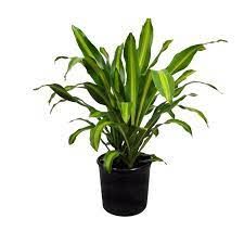 Dracena Green 5