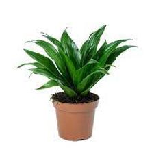 Dracena Compacta 5