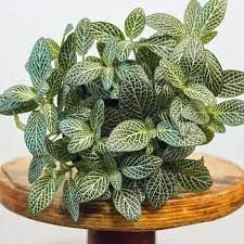 Fittonia 4 inch