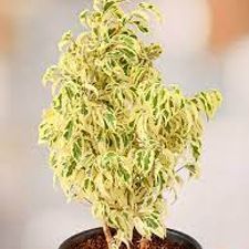 Ficus Starlight Plant 13x13