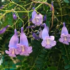 Jacaranda plant Poly bag