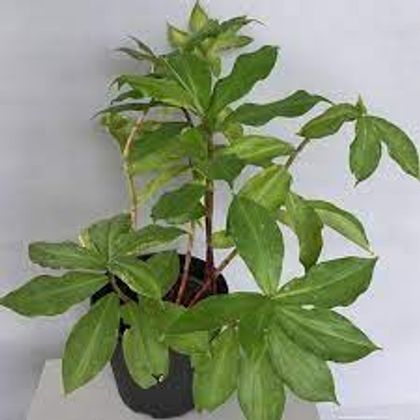 image1