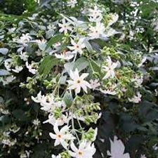 Harshingar