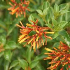 Hamelia Dwarf