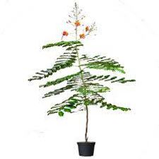 Gulmohar