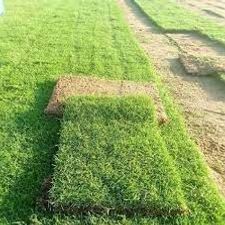 Grass Korean  (8Rs square feet)