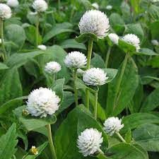 Gomphrena