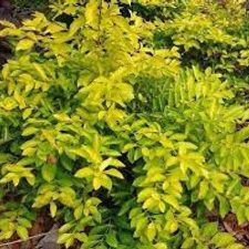 Golden Duranta poly Bag