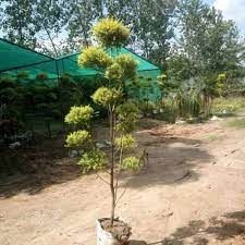 Golden Bottel Brush topary