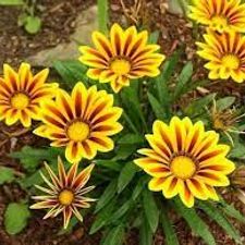 Gazania