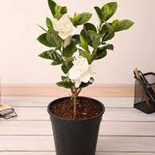 gardenia 8 inch