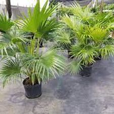 China Palm 5
