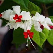 Clarodendron Thomsonia (Bleeading Heart)