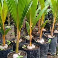 coconut 10