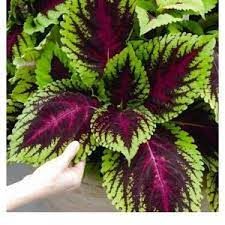 Coleus