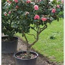 Camelia Big 6 ft
