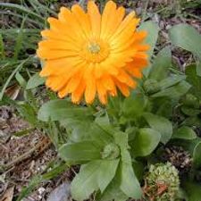 Calendula flower