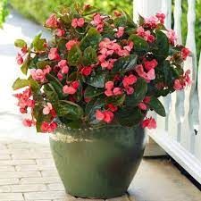 BEGONIA FLOWER