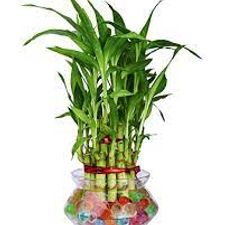 bamboo minitaure 14