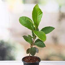 Badam plant