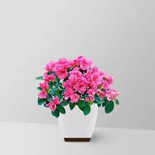 azelia dwarf big 10x10