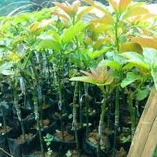 Avacado  seed vala