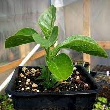Aswanganda plant in Poly Bag