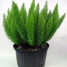 asparagus myre 8 pot