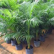 arica palm 5 inch
