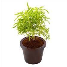 Aralia Golden 7