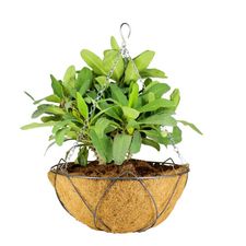 LOTUS IRON BASKET 14 INCH WITH COCO LINER