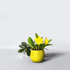 Toy Pot 2.5 inch Fresh
