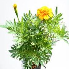 marigold in poly bag