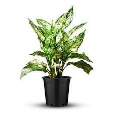 Aglaonema Snow White 7