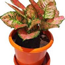 Aglaonema new varties