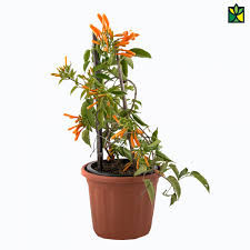 Bignonia Venusta 9  pot