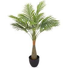 Bottle Palm 5
