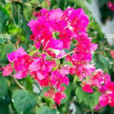 Bougainvillia Grafted  7