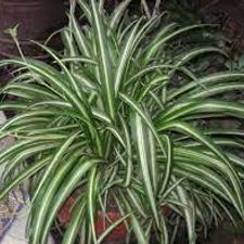 Chlorophytum 5