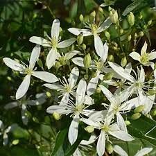 Clematis 8